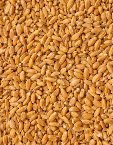 Canadian Einkorn
