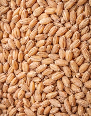 Canadian Spelt