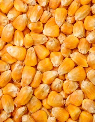 Corn