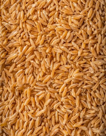 Khorasan Wheat