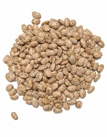 Pinto Slow-Darkening