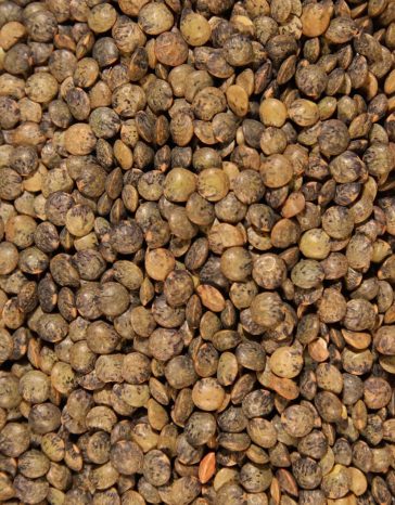 canadian-french-lentils