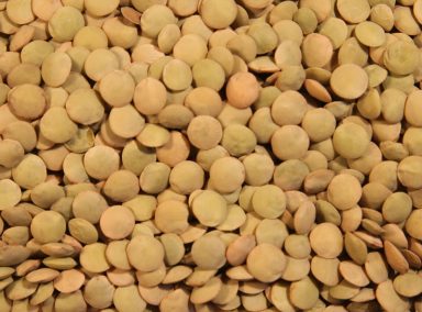 laird-lentils