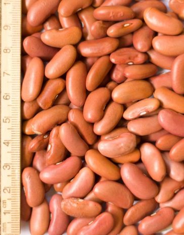 lightredkidneybeansr