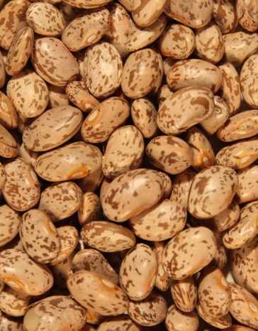 pinto-beans